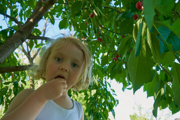 the girl eats cherries under the tree,a beautiful child in the garden eats cherries with his hands