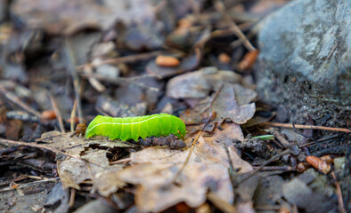 Copper Underwing Month Caterpillar on the ground in the forest