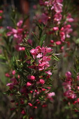 pink Prunus tenella in the spring garden 