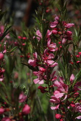 pink Prunus tenella blossom in the garden