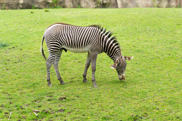 Fototapeta na wymiar male zebra in the grass