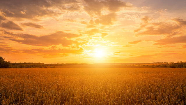 Scene of sunset on the field with young rye or wheat in the summer with a cloudy sky background.