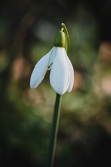 Obraz premium Vertical shot of a delicate white snowdrop flower blooming with green grass in the background