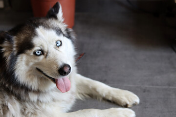 Siberian Husky close up portrait. Furry dog laying on the floor. Grey background with space for text. Pet care concept. 