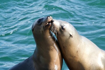 Obraz premium Playful sea lions swimming with their noses pressing together in a loving embrace