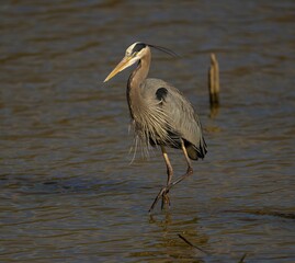 Elegant great blue heron perched in shallow water near a log, its long beak poised above the surface