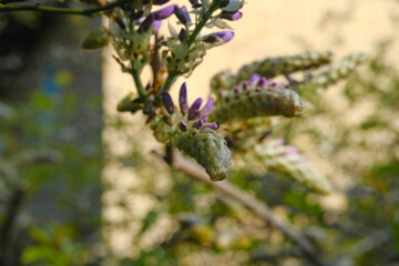 Wisteria bud closeup across garden and house on the sun. Purple flowers on a branch. natural background