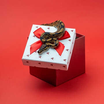 Ball python crawls on open gift box. Snake looks out of red gift box. Exotic pet studio shot on red background