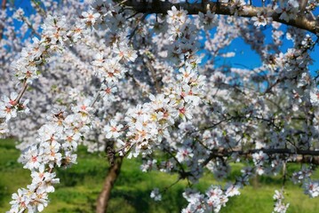 Blooming almond tree in spring against blue sky. Springtime season, Kanalia village, Volos, Greece