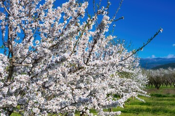 Blooming almond tree in spring against blue sky. Springtime season, Kanalia village, Volos, Greece