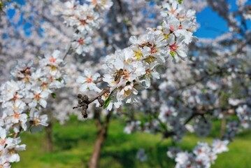 Blooming almond tree in spring against blue sky. Springtime season, Kanalia village, Volos, Greece - obrazy, fototapety, plakaty