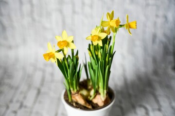 Vibrant display of yellow daffodils blooming in a white ceramic pot