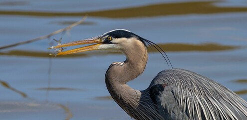 Great blue heron perched on a dock in a body of water, feasting on a freshly caught fish