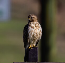 Red-tailed hawk perched atop a wooden post in a rustic outdoor setting