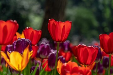 Vibrant tulips in various shades of pink, red, and yellow beginning to bloom in a lush garden