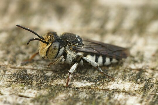 Closeup of a male Sharp-tailed or Sharp-bellied cuckoo bee, Coelioxys, sitting on wood