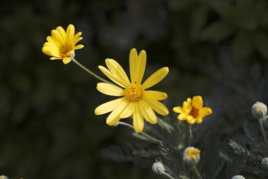 Closeup of yellow euryops daisy blooming in a garden