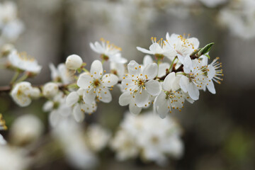 A wonderful sprig of flowering wild cherry.