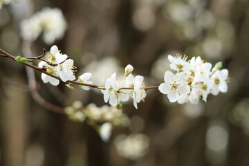 Fragrant blossoming branch of wild cherry.