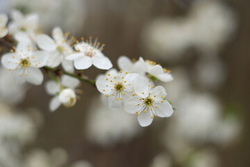 White flowers of blooming wild cherry.