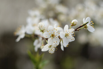 A sprig of blooming wild cherry near a forest lodge.