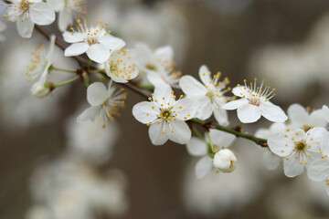 A sprig of blooming cherry is photographed on a mirrorless camera.