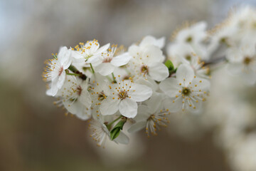 Lush white flowers of blooming wild cherry.