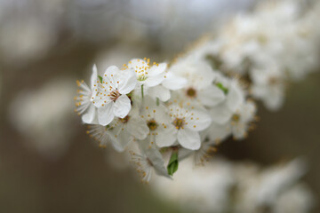 A sprig of blooming wild cherry in the forest.