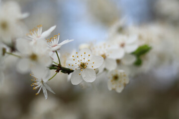 Lush branch of blooming wild cherry on a blurred background.