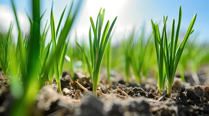 Obraz premium green plants growing on the ground, sunny day
