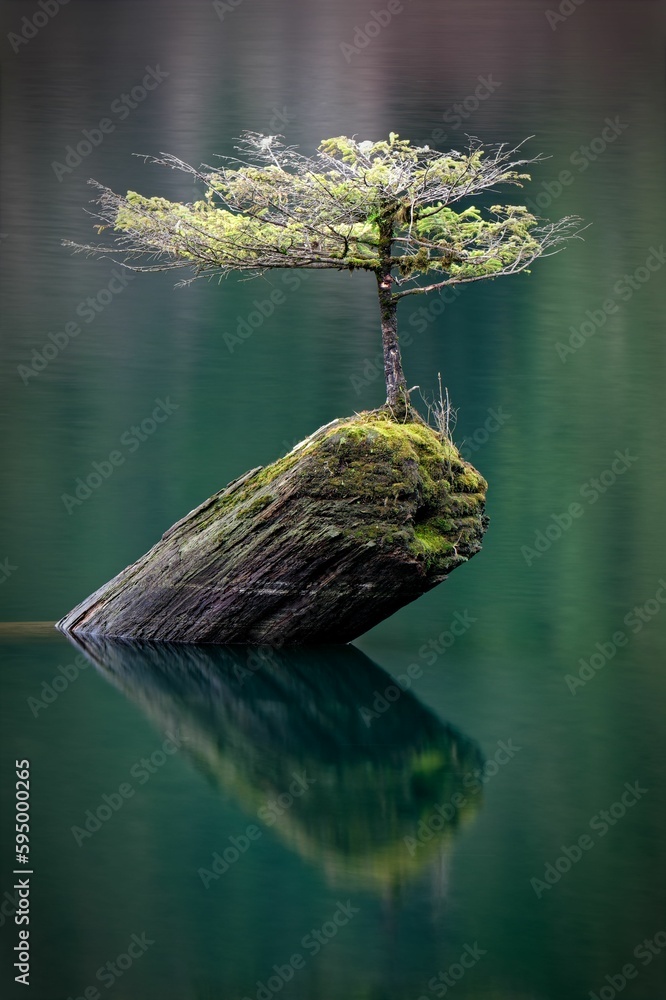 Poster vertical shot of a tiny douglas fir tree in fairy lake