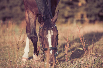 Happy Horse eating grass in the field.