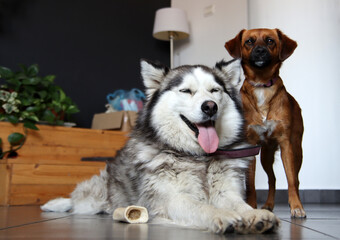 Husky dog and small mixed dog laying together on the floor at home. Grey background with copy space. Best friends concept. 