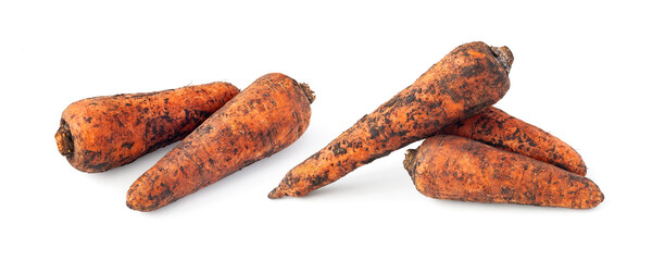 Dirty Carrots. Freshly harvested carrot. Dirty carrot with ground isolated on white background