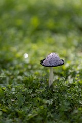 Obraz premium Vertical shot of an inky cap fungus growing in a field with a blurry background