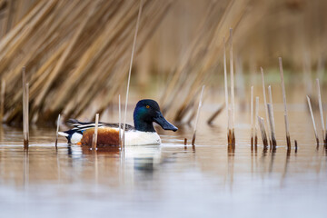 a male Northern Shoveler duck in its environment
