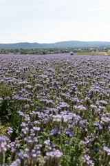 a flower field full of purple flowers in front of hills