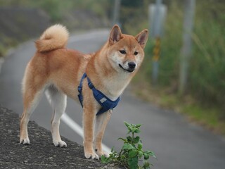 Adorable Akita pup standing on the roadside wearing a blue leash