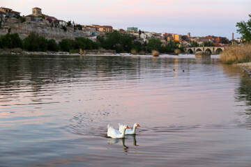 Panorámica del conjunto monumental de la ciudad de Zamora desde la ribera del río Duero. En la...