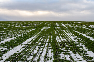 Growing wheat under the snow.