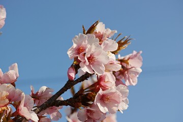 Closeup shot of a beautiful bright pink blooming cherry blossom branch in a lush garden