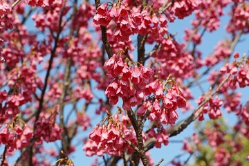 Closeup shot of a beautiful bright pink blooming flowers on branches in a lush garden