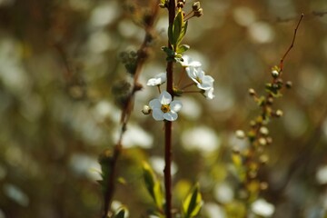 Closeup shot of a beautiful bright blooming apple blossom branch in a lush garden