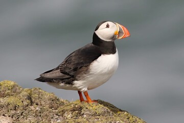 Closeup of an atlantic puffin perched on a rocky shore with the sea in the background