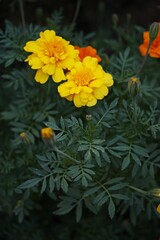 Closeup shot of beautiful bright yellow blooming marigold flowers in a lush garden