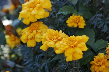 Closeup shot of blooming beautiful bright yellow marigold flowers in a lush garden