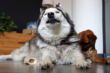 Siberian husky and small brown mixed breed dog close up photo. Funny cute dogs. Best friends concept. Space for text. 
