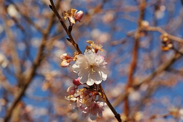 Closeup shot of blooming beautiful apple blossom flowers on a branch in a lush garden
