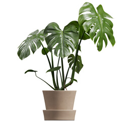 Side view of houseplant
