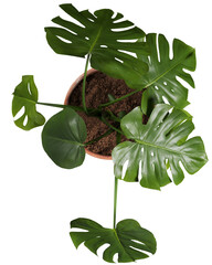 Top view of houseplant © Matheus
